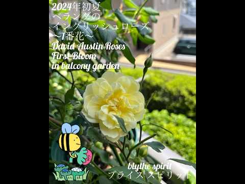 イングリッシュローズ「ブライススピリット」 植物