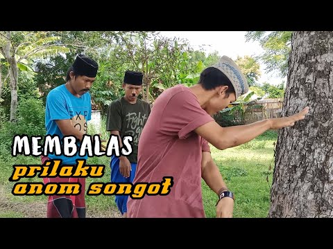 madura-lucumembalas-prilaku-anom-songot