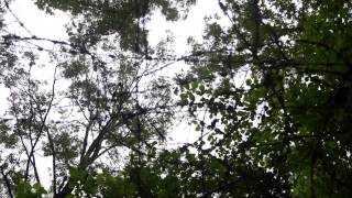 Расстрельный полигон «Коммунарка».