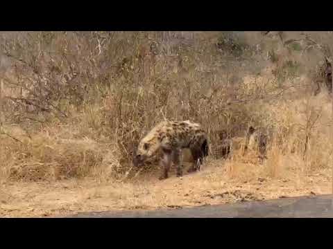 Hyenas moving Kruger National Park South Africa