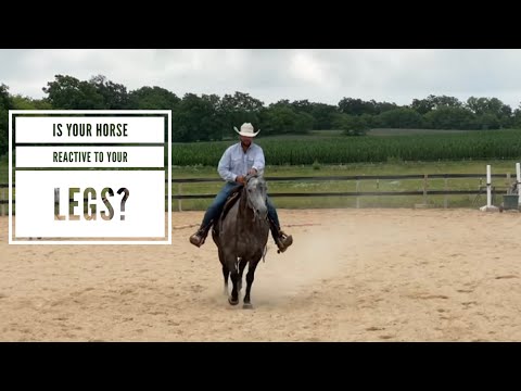 Horse Riding with Confidence: Essential Skills for Understanding Leg Pressure!