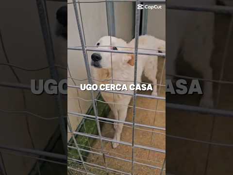 Regalo Ugo Splendido Cucciolotto Simil Maremmano 