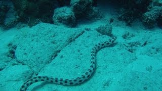 Diving in Mauritius 2012