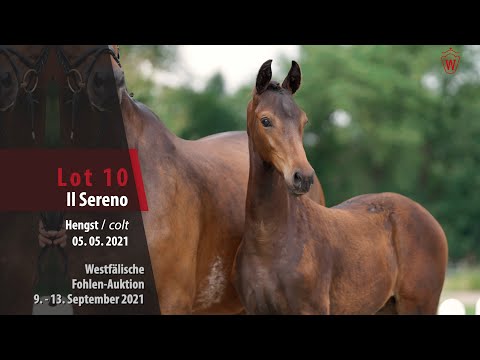 Fohlen-Auktion Lot 10 Il Sereno Hengst v. In my Mind - Fürstenball