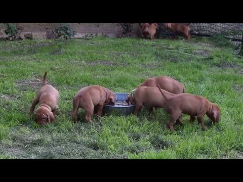 Discovery Interactive Playtime Session Beretta Jericho Vizslas