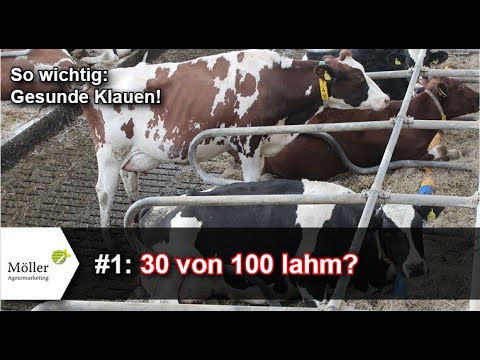 , title : 'Klauengesundheit: Sind Milcherzeuger blind? Lahmheitserkennung: 30 von 100 Kühen lahm!? Teil #1'