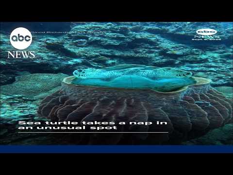Sea turtle naps in unusual spot