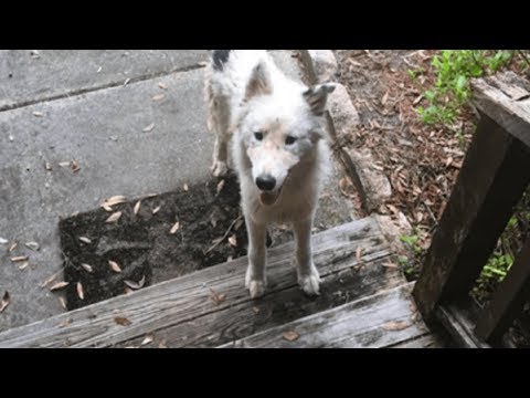 Dog Seeking Shelter From Hurricane Irma Shows Up On Their Porch And Finds A New Home