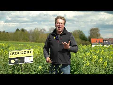 RAPOOL: CROCODILE - Ertragsspitze mit Kohlhernieresistenz