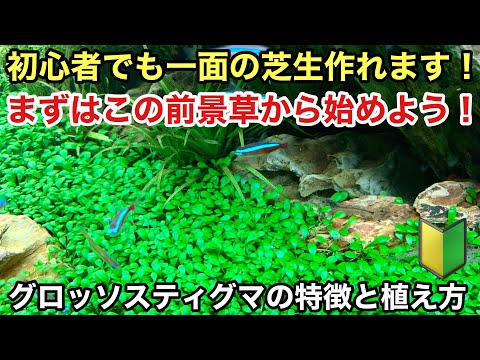 水草の植え方は？正しい選択をするために知っておくべきことすべて!  庭園
