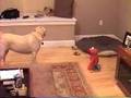 Casey And Elmo