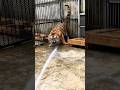A Unique Way To Bathe A Tiger Shorts Tiger