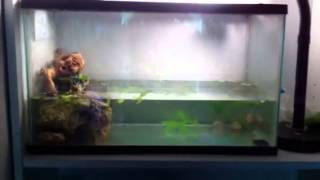 My frog and his baby tadpoles