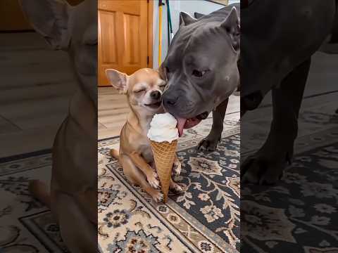 TRY NOT TO LAUGH fun dog#DogDrama#FunnyPetVideos#Sill