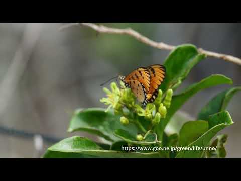 マレーシアのヘリグロホソチョウ