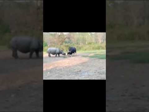 Rhino and gaur #shortvideo