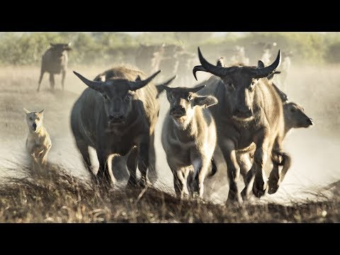 Extremely Rare Footage: Pack of Dingoes Hunting Asiatic Water Buffalo in Australia