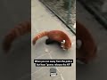 🔴 Red Panda on the Run! 🐼🏃‍♂️👮‍♂️ #Chase #WildEscape #CuteCriminal #shorts