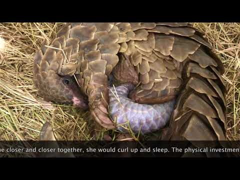 Pangolin Birth