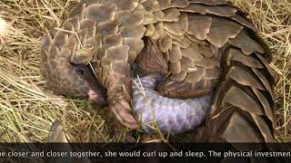 Pangolin Birth