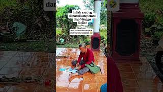 Download lagu GaJiaN #farmers #petanikaret #petanimuda mp3