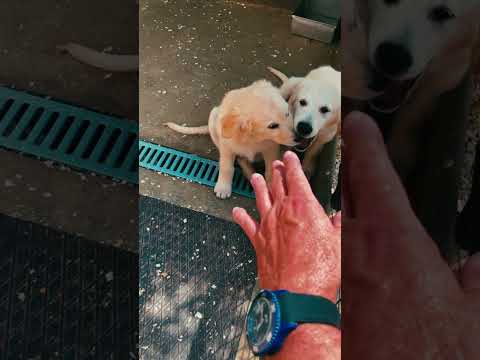 Golden Retriever Welpe kaufen