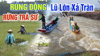 LŨ LỚN XẢ TRÀN LỊCH SỬ RÚNG ĐỘNG ĐẤT RỪNG TRÀ SƯ - CÁ TÔM CHẠY LOẠN XẠ CHƯA TỪNG CÓ