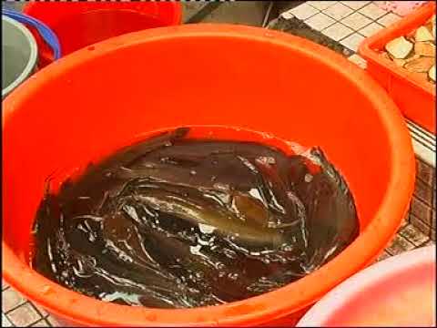 Alexson Ugos - Dinga Ke Pesan Aku