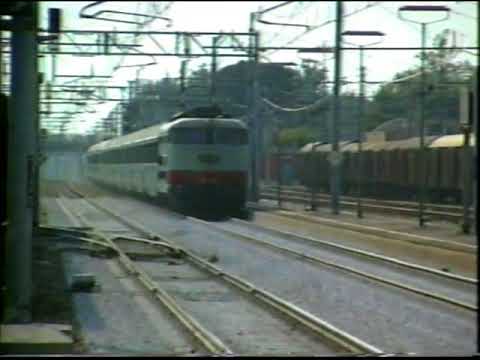 E444 Tartarughe in Romagna -  12