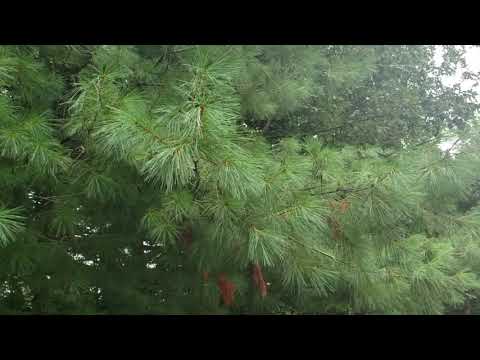 Yellow Jackets Swarm Residents Car in Eatontown, NJ