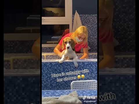 How grooming day 😊#dogsoftiktok #dog #qatar