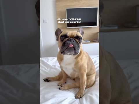 😅 Kdo to má stejně? 👀🐶#doglover #frenchie #dogs #puppy