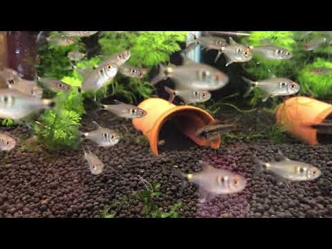 テトラヘドライトについて詳しく解説