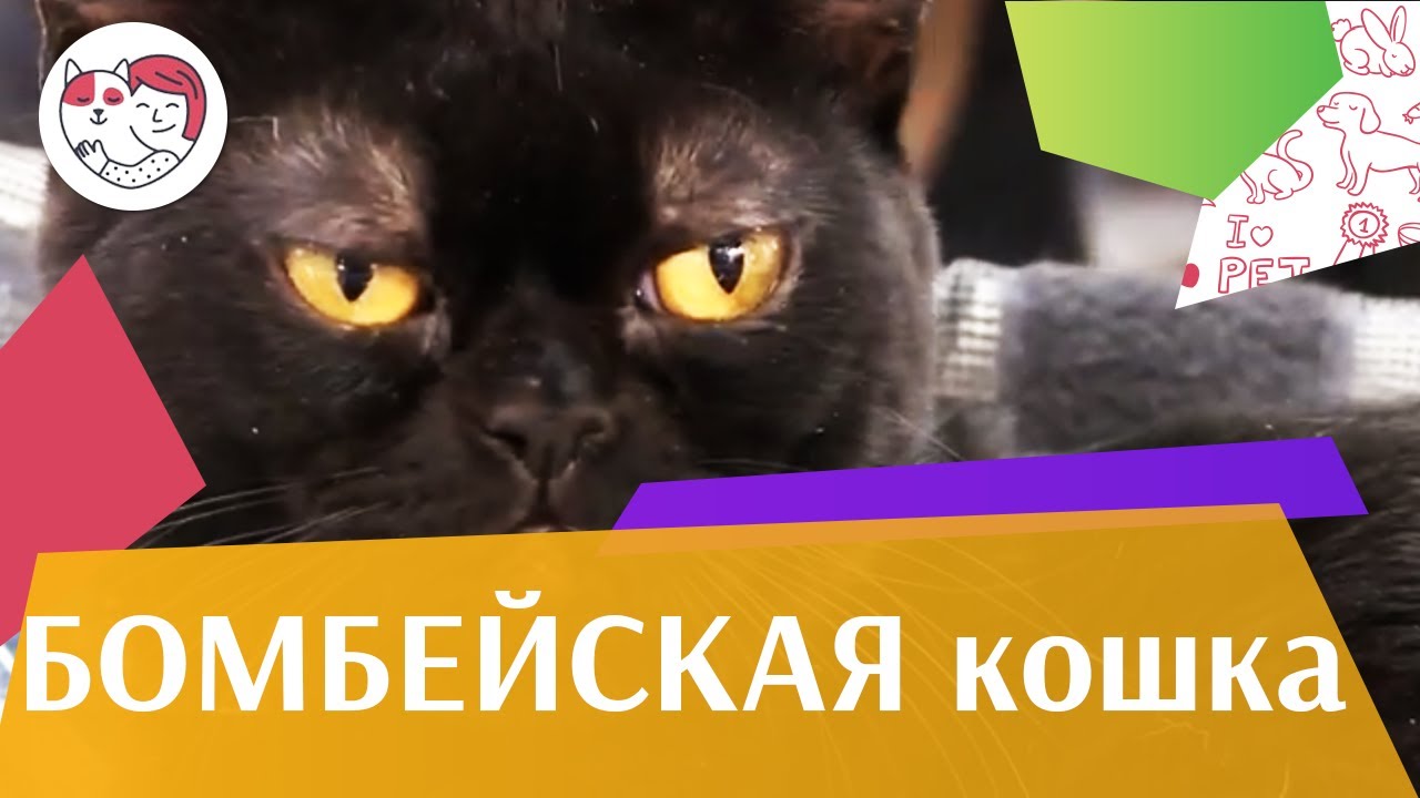 5 особенностей ухода за золотистым ретривером