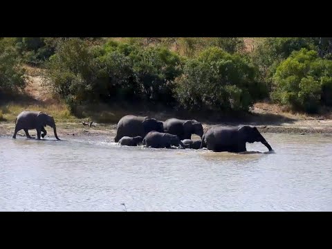 Elephant Family with Babies has a Pool Party at Djuma Cam 5/21/25