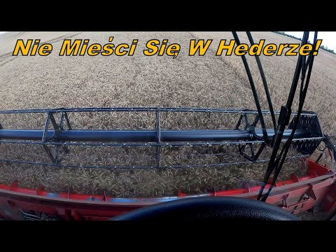 WHEAT! Harvest Failure?