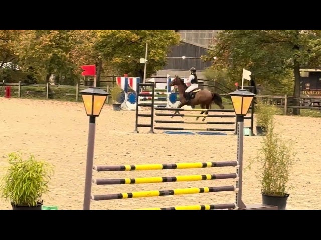 Yegua Anglo-Arabe En venta 2020 Alazán por Cyrano C