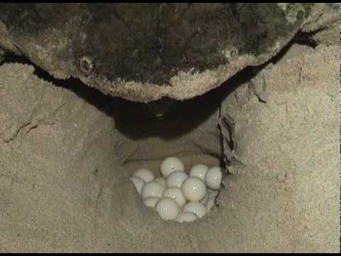 Projeto Tamar: Reprodução de tartarugas marinhas