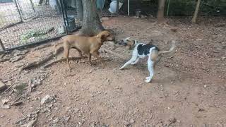 Video preview image #1 Mutt Puppy For Sale in McCormick, SC, USA