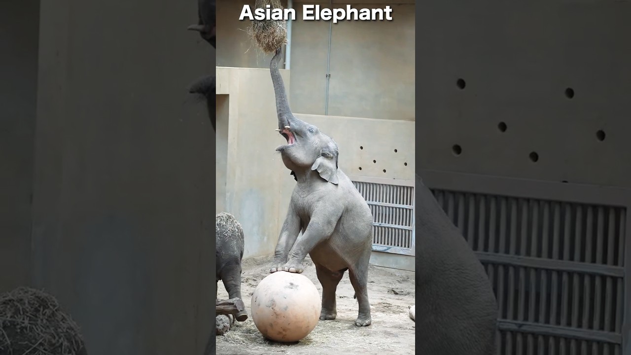 ゾウの知恵に驚き！大玉ステップでごはんGET！#アジアゾウ#Elephant #shorts
