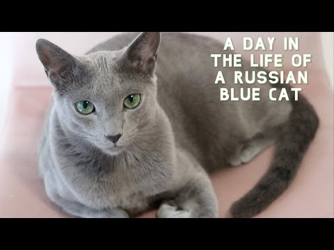A Day in the Life of a Russian Blue Cat | Sebastian Edition ????
