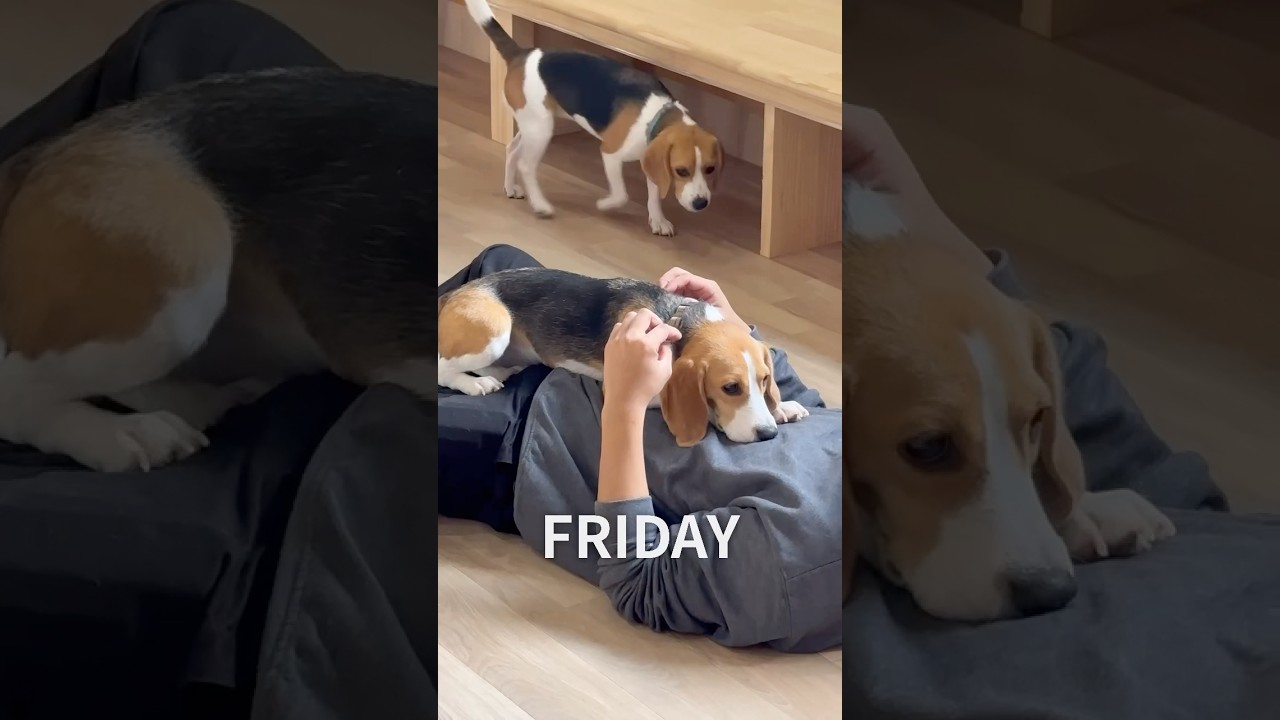 可愛すぎる！ビーグルのお昼寝まとめ