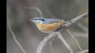 Naturalist Nights - &quot;Birding the Roaring Fork Valley&quot;