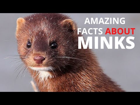 Top 15 Amazing Facts About Minks