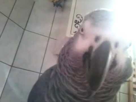 NICO DER ATTENTÄTER auf 'n Klo