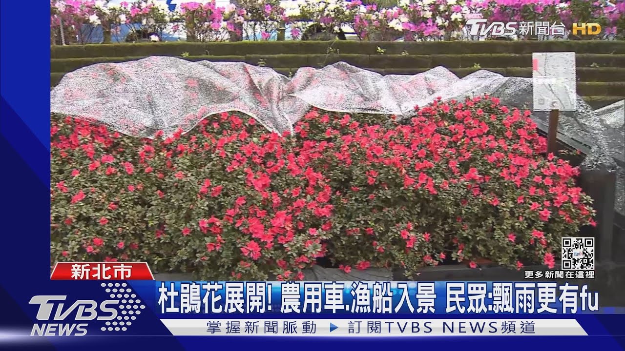 杜鵑花展開!農用車、漁船入景 民眾:飄雨更有fu