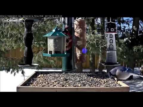 Blue Jay and Gray Jay visit      Video 2017 02 03 124655