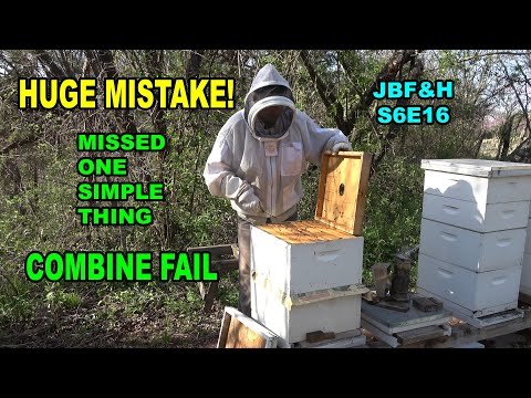 Bee Hive Five Combined with Drone Laying Hive Inspection S6E16 #beekeeping