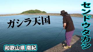 釣果情報