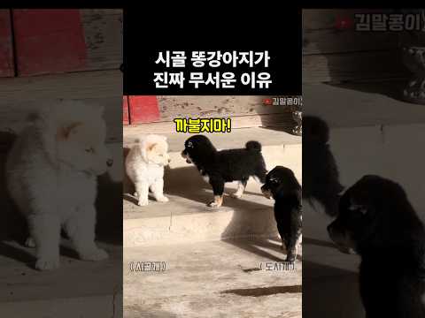 순둥한 시골똥강아지가 진짜 무서운 이유